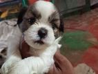 Shih Tzu Puppies