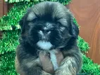 Shihtzu Puppies