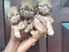 Shih Tzu Puppies