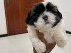 Shitzshu Puppys