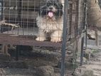 Shitzhu Dog for Crossing