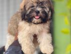 Shitztu puppy For sale