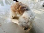 Shitzu 10 months male puppy
