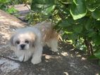 Shitzu 10 months male puppy