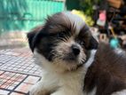 shitzu 2 months