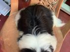 Shitzu Puppy
