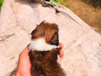 Shih Tzu Puppies