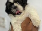 Shih Tzu Puppies