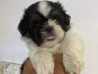 Shih Tzu Puppies