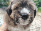 Terrier Puppy
