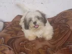 Shih Tzu Puppies