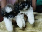 Shihtzu Puppies