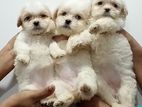 Shih Tzu Puppies