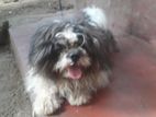 Shih Tzu Dog for Crossing