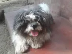 Shih Tzu Dog for Crossing