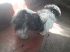 Shih Tzu for Crossing