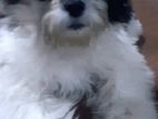 Shih Tzu Dog for Crossing