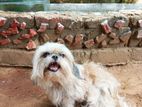 Shih Tzu Dog