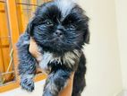 Shih Tzu Dog for Crossing