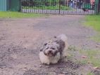 Shih Tzu Dog for Crossing
