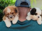 Shih Tzu Dog