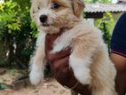 Shih Tzu Dog