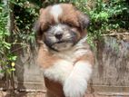 Shitzu dog