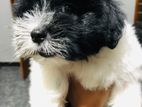 Shih Tzu Puppies