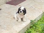 Shih Tzu Puppy