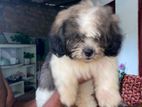Shih Tzu Puppy