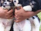Shih Tzu Puppies