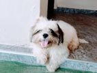 Shitzu Dog