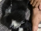 Shitzu Dog