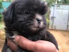 Shih Tzu Puppy