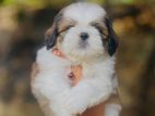 Shitzu Puppies