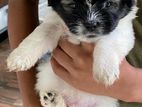 Shitzu Puppy