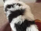 Shih Tzu Puppy