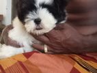 Shih Tzu Dog
