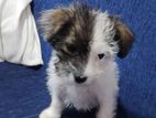 Shitzu Puppies