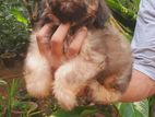 Shih Tzu Dog