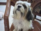 Shitzu Dog for Stud