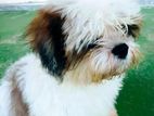 Shitzu Dog Male