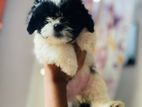 Shih Tzu Puppies