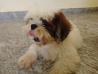 Shitzu Dog Three Months Male