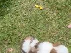 Shitzu Puppy