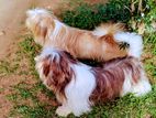 Shihtzu Dogs for Crossing