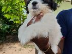 Shih Tzu Puppy