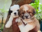 Shih Tzu Dogs