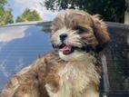 Shih Tzu Dogs