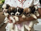 Shitzu Puppies